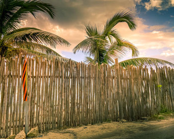 Palm trees on field against sky