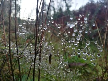 Close-up of wet spider web on rainy day