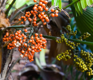 Close-up of berries growing on tree