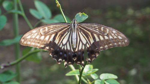 Close-up of butterfly perching on plant