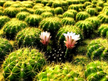 High angle view of white flowering plants on field