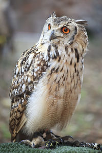 Close-up of owl perching