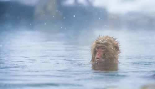 Snow monkey in a hot spring, nagano, japan.