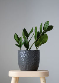 Green zamioculcas in a gray pot