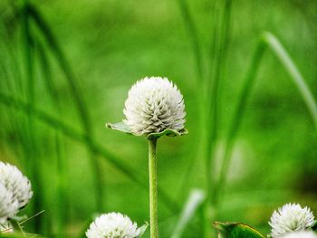 Close-up of white dandelion flower