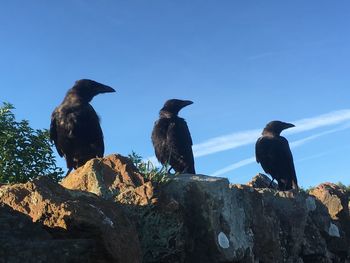 Ravens perching on rock formation against sky