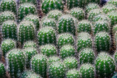 Full frame shot of succulent plants on field