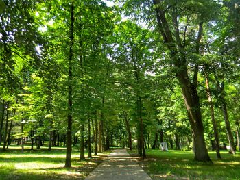 Footpath amidst trees in forest