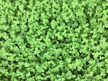 Full frame shot of green leaves