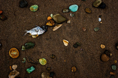 High angle view of dead fish with pebbles on sand at beach