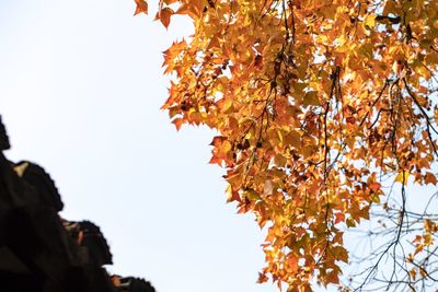 Low angle view of autumnal tree against clear sky