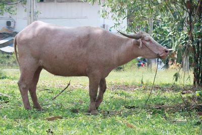 Cow standing on field