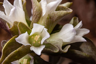 plant