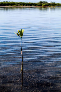 Close-up of plant against lake