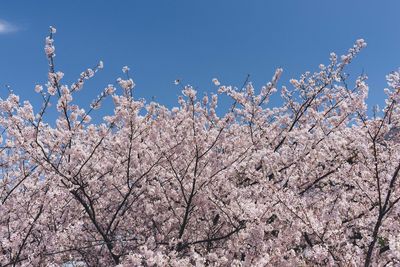 Low angle view of cherry blossoms against blue sky