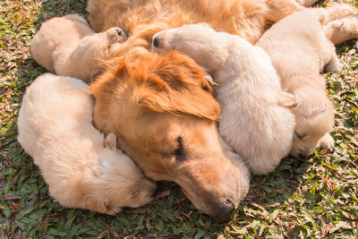 Close-up of dog lying on grass with puppies