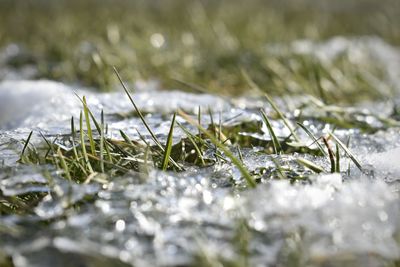 Close-up of snow