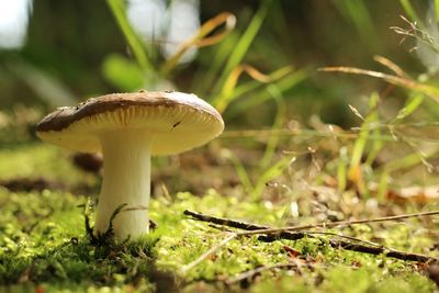 Close-up of mushroom growing outdoors