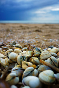 Close-up of seashell at beach