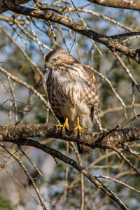 Bird perching on branch