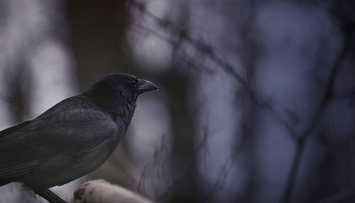 Close-up of bird perching on branch