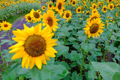 Close-up of yellow flowering plants on field