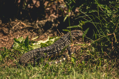 Close-up of a lizard on a field