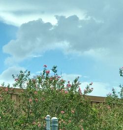 Flowers growing by tree against sky