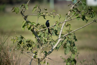 Close-up of bird perching on tree