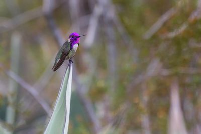 Close-up of bird perching on plant