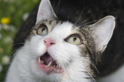 Close-up portrait of cat