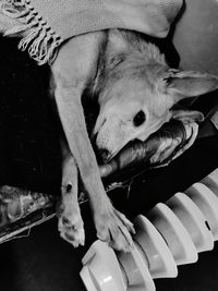 Close-up of hand holding dog