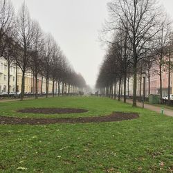 Trees on field against sky