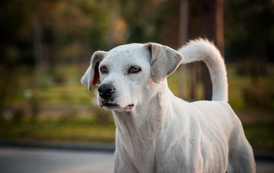 Close-up portrait of a dog