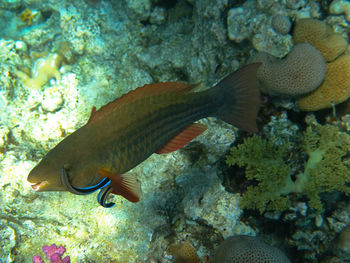 Close-up of fish swimming in sea