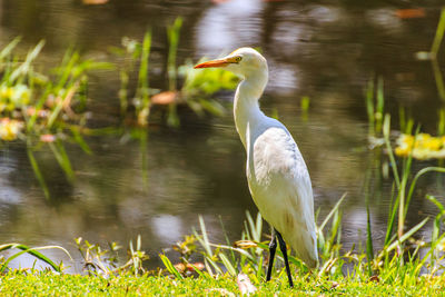 Close-up of duck in lake