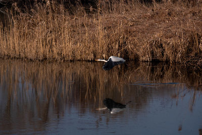 View of birds in lake