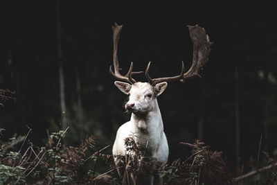 Close-up of a goat