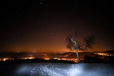 Illuminated trees against sky at night during winter