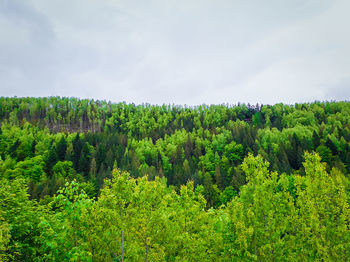Spring forest texture with different shades of green. lot of trees on the mountain hill 