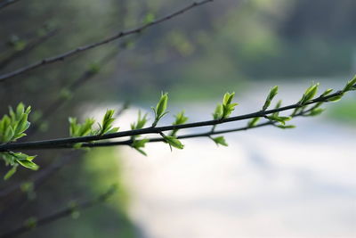 Close-up of barbed wire on plant