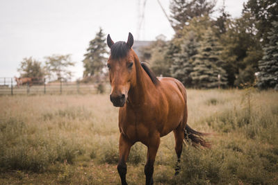 Horse standing on field