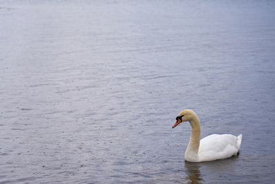 White swan on the baltic sea coast in finland