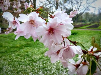 Pink flowers blooming in park