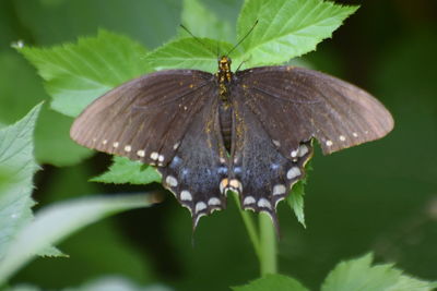 Close-up of butterfly on flower