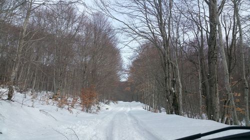 Road amidst bare trees during winter