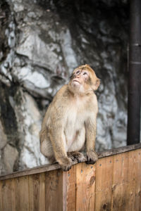 Monkey sitting on wood