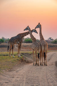 Giraffe in the wild, east africa