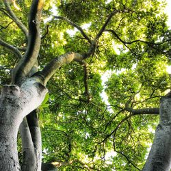 Low angle view of trees in forest