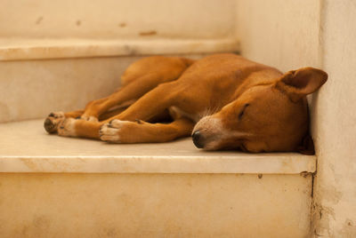 View of a sleeping dog
